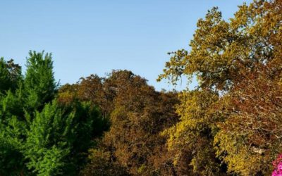 Simple Tips That Can Do Wonders For Your Home Garden