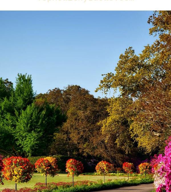 Simple Tips That Can Do Wonders For Your Home Garden